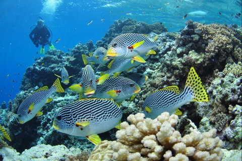 Twin Peaks Dive Site - Holiday Cairns 0
