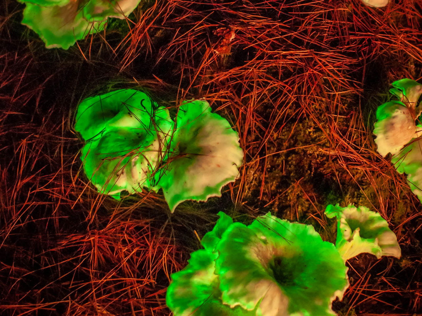 South East And Limestone Coast SA Holiday Cairns