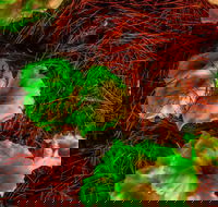 Ghost Mushroom Lane - Holiday Cairns