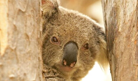 Koala Reserve - Holiday Cairns 0