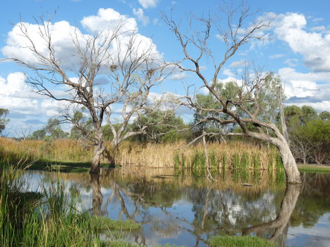 Lagoon Creek - Holiday Cairns 0