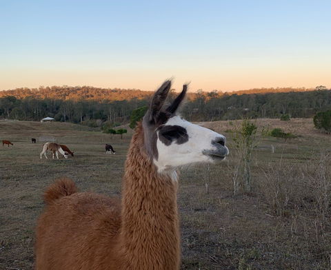 The Llama Farm - Holiday Cairns 0