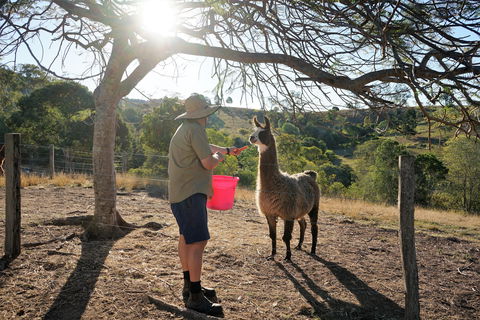 The Llama Farm - Holiday Cairns 2