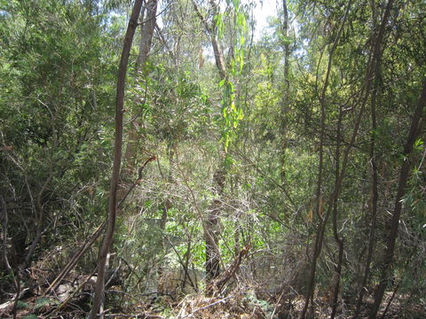 Wangaratta Common Nature Conservation Reserve - Holiday Cairns 0
