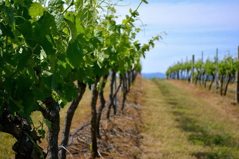 Hunter Valley Wine Tour Ex Newcastle Incl Lunch, Cheese, Chocolate & Distillery - Holiday Cairns 9