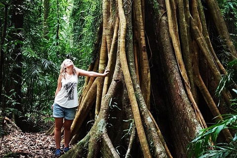 Rainforest & Waterfall Experience - Holiday Cairns 3