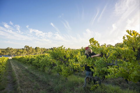 Mclaren Vale - Holiday Cairns 0