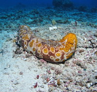 Two Towers Dive Site - Holiday Cairns