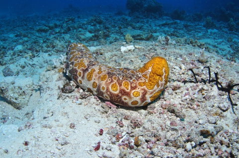 Two Towers Dive Site - Holiday Cairns 0