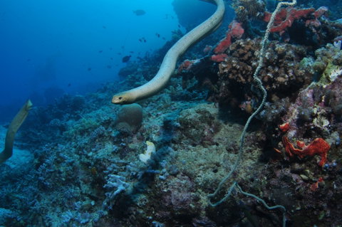 Two Towers Dive Site - Holiday Cairns 1