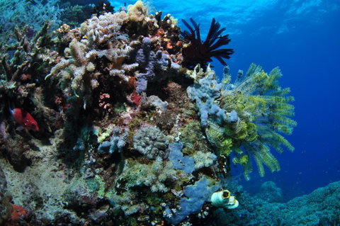 Two Towers Dive Site - Holiday Cairns 2