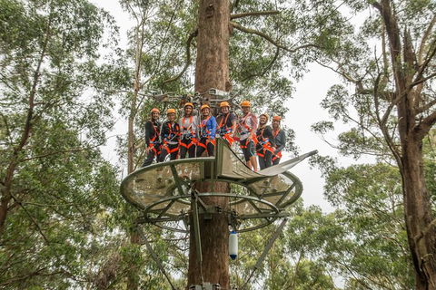Illawarra Fly Treetop Adventures Admission Including Zipline Tour - Holiday Cairns 4