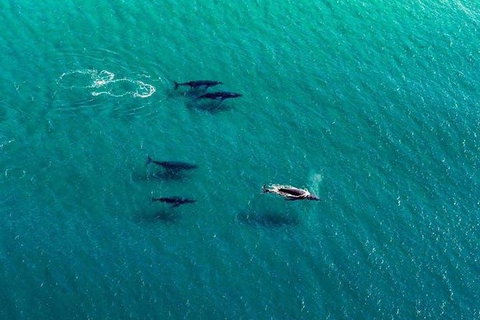 25-30 Minute Newcastle & Macquarie Helicopter Shared Flight - Holiday Cairns 2