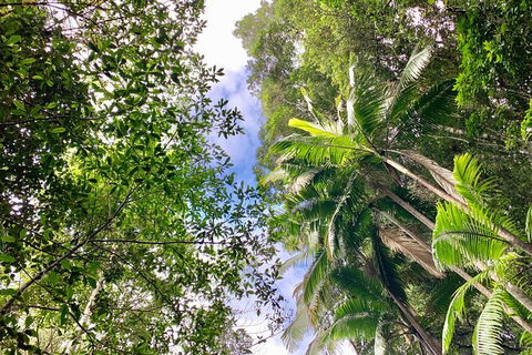 Guided E Bike Tour - Unicorn Falls & National Park - Holiday Cairns 5