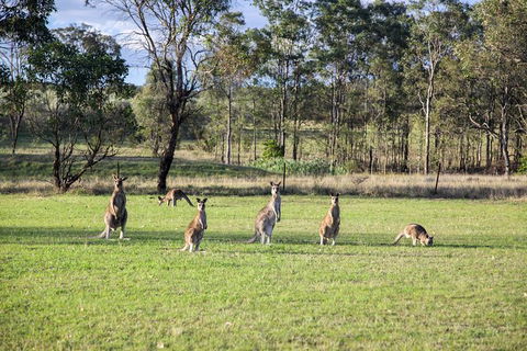 Private Full-Day Wine Tour In Hunter Valley - Holiday Cairns 2