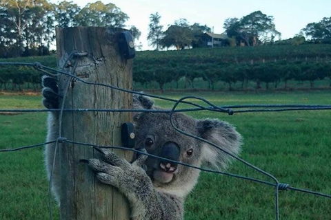 The Secret Vines Experience Port Macquarie - Holiday Cairns 1