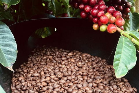 Coffee Farm Tour And Workshop, Byron Bay Hinterland - Holiday Cairns 1