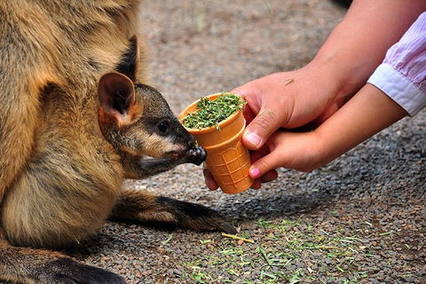 Blue Mountains Highlights & Wildlife Park - Holiday Cairns 3