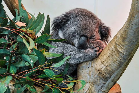 Blue Mountains Highlights & Wildlife Park - Holiday Cairns 1