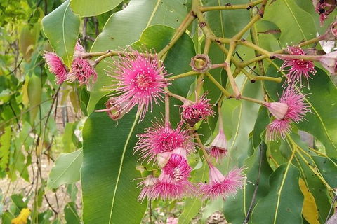 Full-Day Private Guided Tour To Litchfield National Park - Holiday Cairns 5