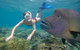 Outer Reef Pontoon Experience From Cairns - thumb 5