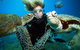 Outer Reef Pontoon Experience From Cairns - thumb 4