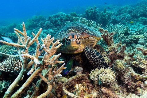 Great Barrier Reef Day Cruise From Cairns Including Snorkeling And Marine Biologist Presentation - Holiday Cairns 4