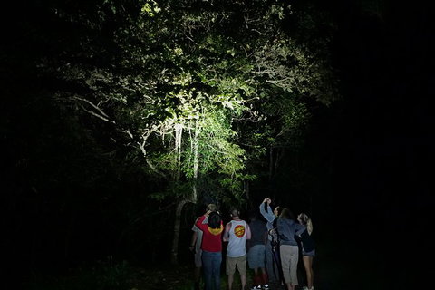 Atherton Tablelands Rain Forest By Night From Cairns - Holiday Cairns 9