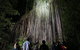 Atherton Tablelands Rain Forest By Night From Cairns - thumb 3
