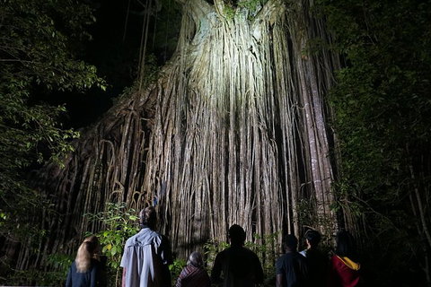 Atherton Tablelands Rain Forest By Night From Cairns - Holiday Cairns 3