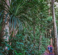 Atherton Tablelands Rain Forest by Night from Cairns - Holiday Cairns