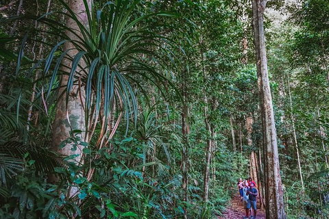 Atherton Tablelands Rain Forest By Night From Cairns - Holiday Cairns 0