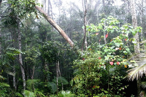 Atherton Tablelands Rain Forest By Night From Cairns - Holiday Cairns 4