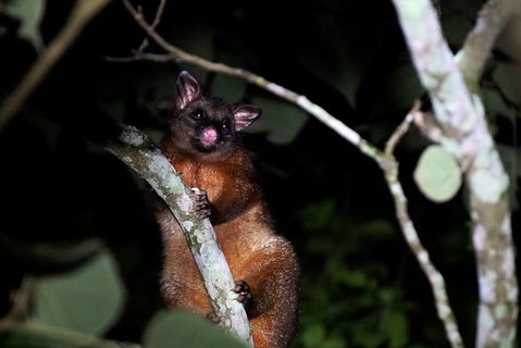 Atherton Tablelands Rain Forest By Night From Cairns - Holiday Cairns 2