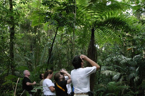 Atherton Tablelands Rain Forest By Night From Cairns - Holiday Cairns 6