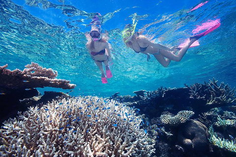 Great Barrier Reef Scenic Helicopter Tour And Cruise From Cairns - Holiday Cairns 5