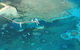 40-Minute Great Barrier Reef Scenic Flight From Cairns - thumb 4