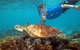 Ocean Spirit Michaelmas Cay Dive And Snorkel Cruise From Cairns - thumb 6