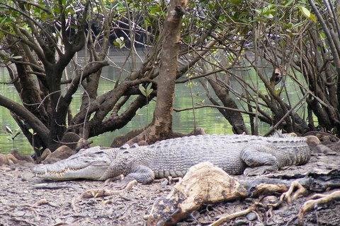 Small Group Daintree Rainforest Tour - Holiday Cairns 3