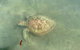 Kayak Turtle Tour From Palm Cove - thumb 32