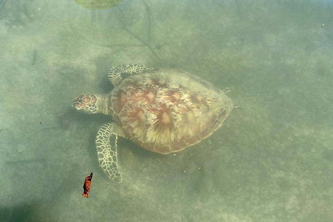 Kayak Turtle Tour From Palm Cove - Holiday Cairns 32