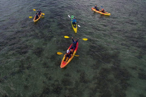 Kayak Turtle Tour From Palm Cove - Holiday Cairns 35