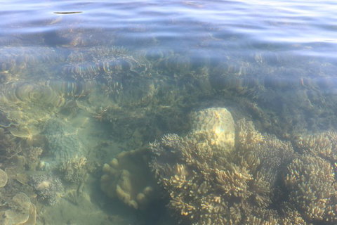Kayak Turtle Tour From Palm Cove - Holiday Cairns 38