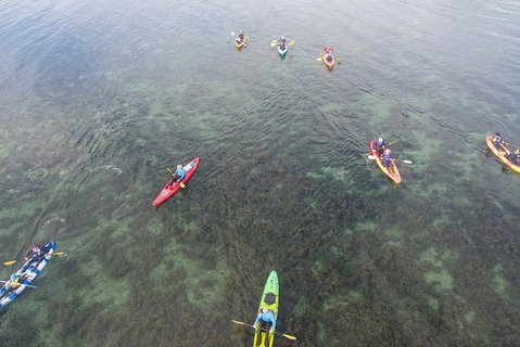 Kayak Turtle Tour From Palm Cove - Holiday Cairns 42