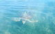 Kayak Turtle Tour From Palm Cove - thumb 40