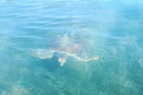 Kayak Turtle Tour From Palm Cove - Holiday Cairns 40