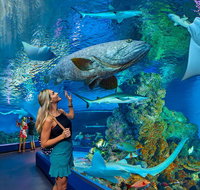 Cairns Aquarium Admission Ticket - Holiday Cairns