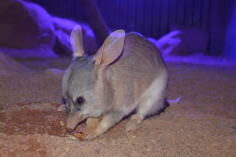 Kuranda Wildlife Experience Thee Attraction Pass - Holiday Cairns 2