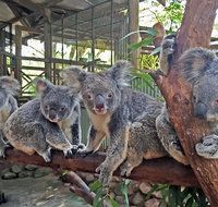 Skip the Line Kuranda Rainforestation Nature Park Ticket - Holiday Cairns