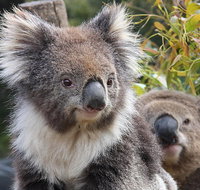 Kuranda Koala Gardens and Birdworld Admission Tickets - Holiday Cairns